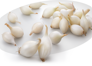 Цибуля сіянка (сівок) Біла, 1 кг, Голландія CYB-WHITE-1KG фото