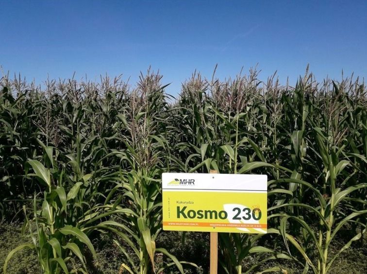 Кукурудза (насіння) Kosmo230, посівна одиниця 0134 фото