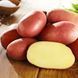 Семенной картофель Беллароза 1-й репродукции (ранняя), 1 кг 0152 фото 2
