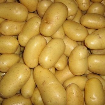Семенной картофель Ривьера 1-й репродукции (ультранания), 1 кг 0153 фото