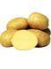 Семенной картофель Ривьера 1-й репродукции (ультранания), 1 кг 0153 фото 1