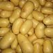 Семенной картофель Ривьера 1-й репродукции (ультранания), 1 кг 0153 фото 2