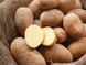 Насіннєва картопля Королева Анна 1-ї репродукції (середньорання), 1 кг 1012 фото 1