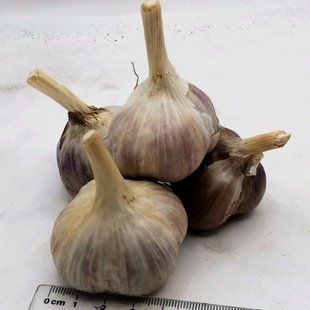 Часник озимий Дюшес, головки 60+ мм, 1 кг CHESNOK-DUSHES-60 фото