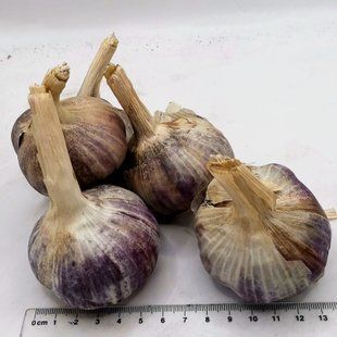 Часник озимий Дюшес, головки 50&ndash;60 мм, 1 кг CHESNOK-DUSHES-50 фото