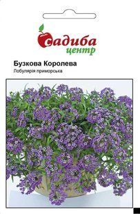 Лобулярия приморская Сиреневая Королева, 0,1 г, СЦ 1234 фото