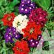 Вербена Кварц XP суміш F1, 10 шт., СЦ 1984 фото 2