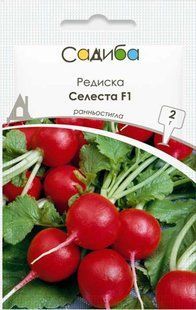 Редиска Селеста F1, 2 г, Садиба 1185 фото