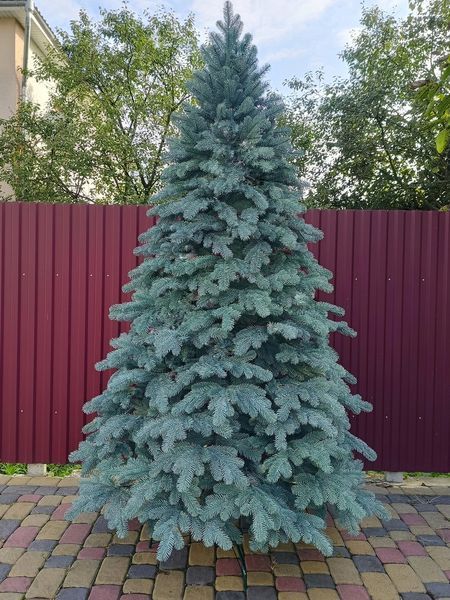 Лита ялинка Ковалівська 3.00 м. блакитна xt-2627783209 фото