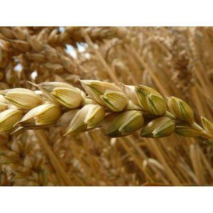 Насіння пшениці озимої Сейлор Німеччина 1-ша репродукція, 50 кг 0139 фото